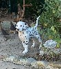  - chiots dalmatien