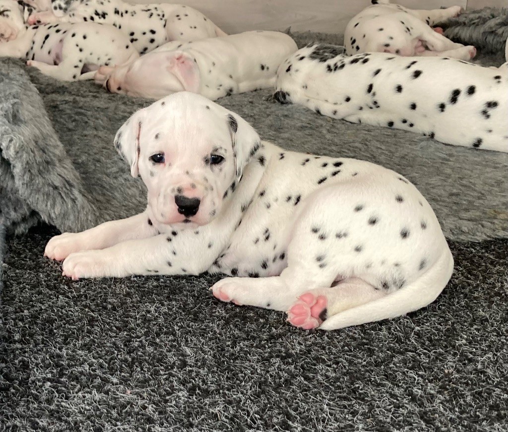 chiot Dalmatien de la Borde Riva