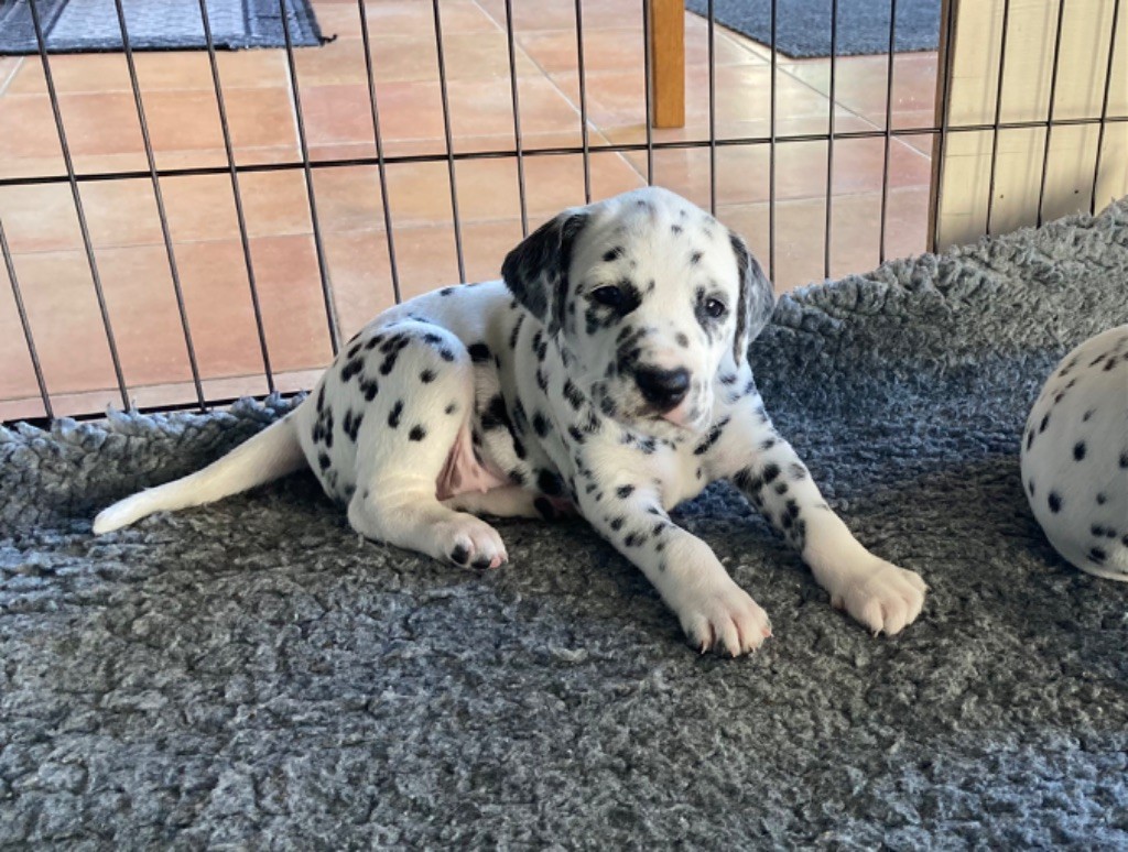 de la Borde Riva - Chiot disponible  - Dalmatien