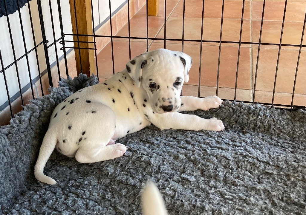 de la Borde Riva - Chiot disponible  - Dalmatien