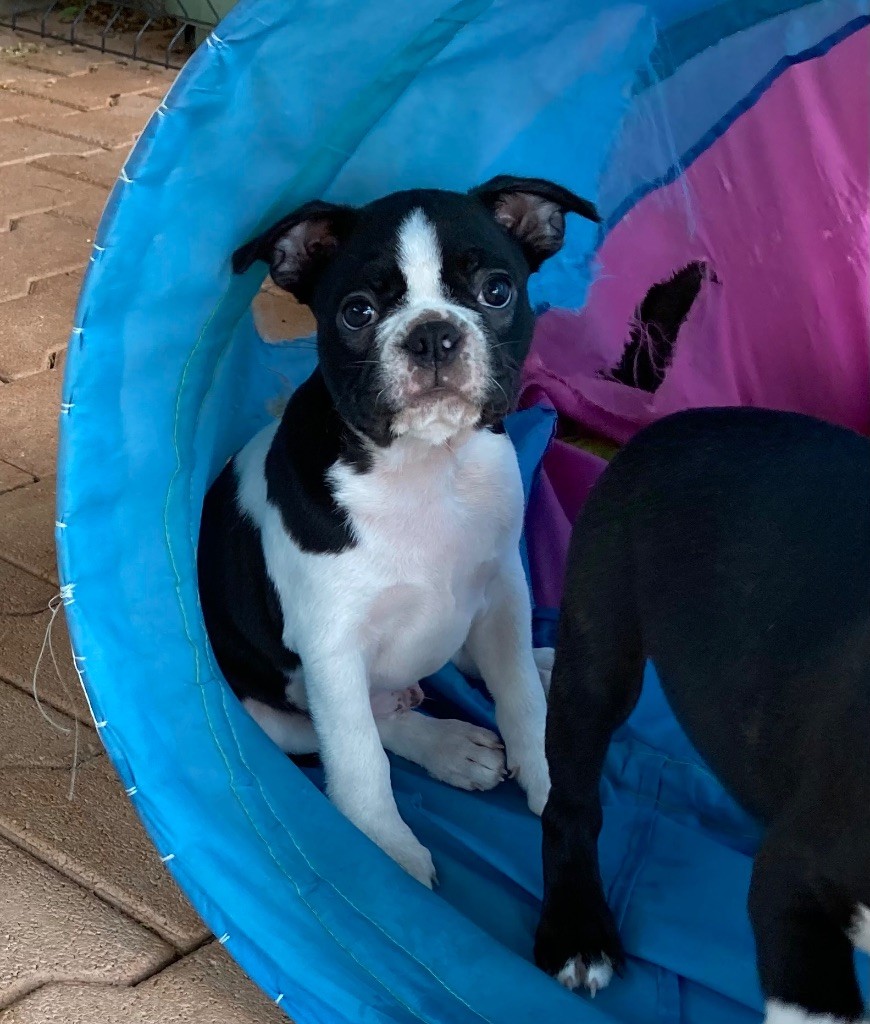 chiot Boston Terrier de la Borde Riva