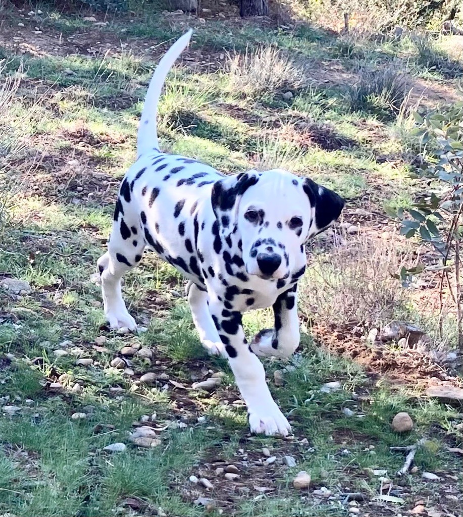 chiot Dalmatien de la Borde Riva