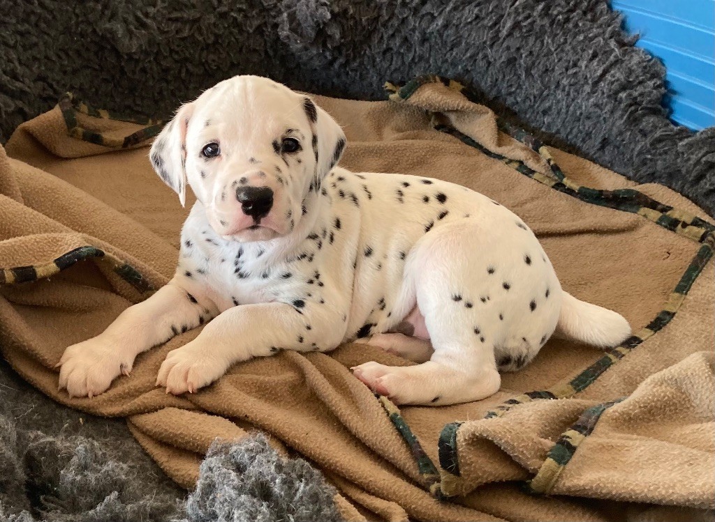 chiot Dalmatien de la Borde Riva