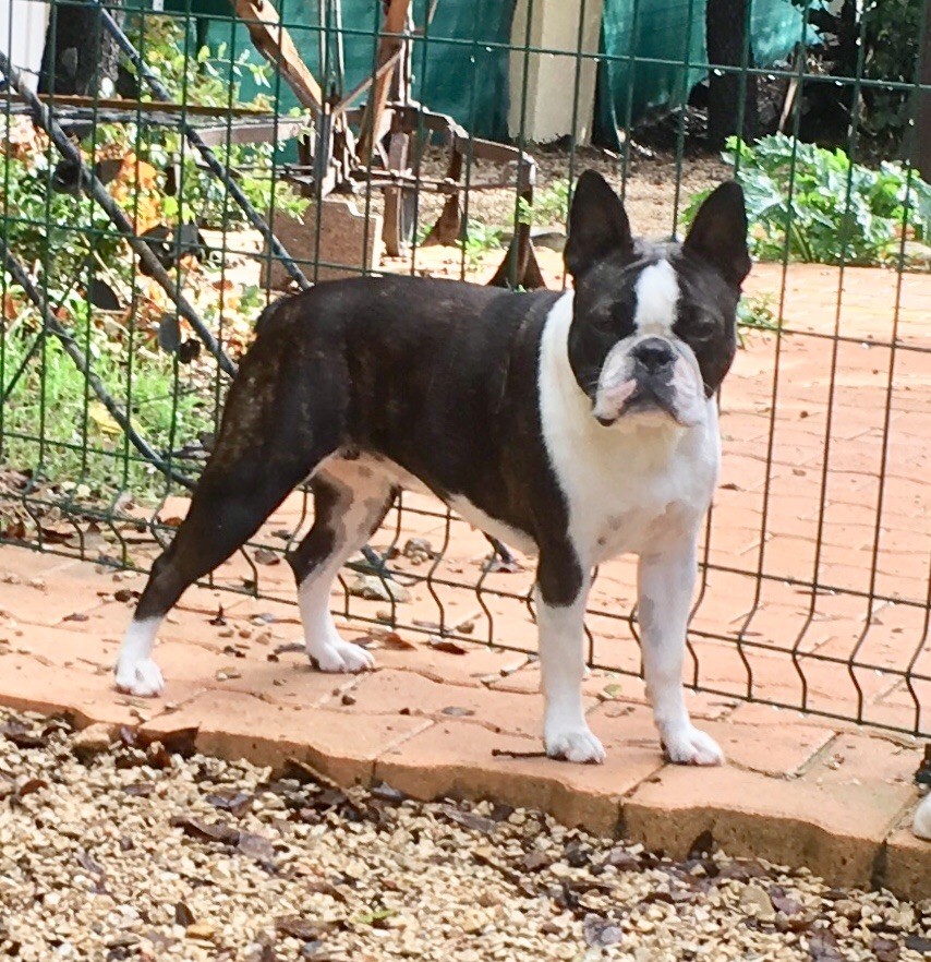 les chiens de florence Naiade