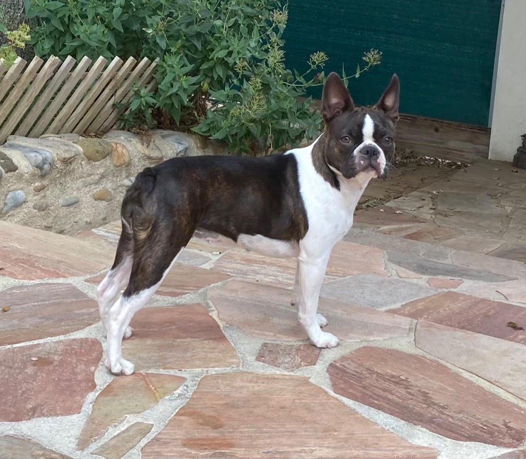 les chiens de florence Roxane