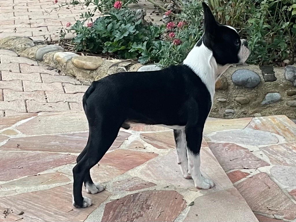 All i want is you amarok de l esprit du chien