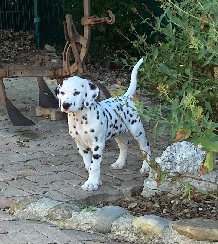 de la Borde Riva - chiots dalmatien