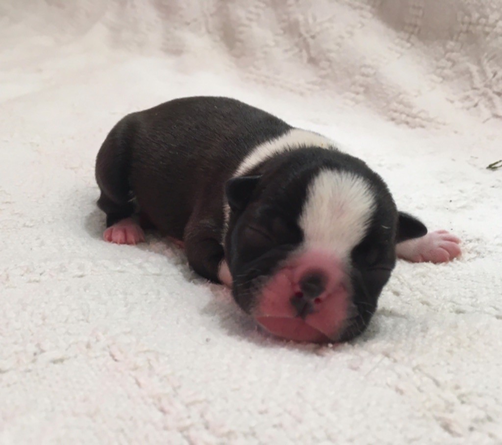 de la Borde Riva - Boston Terrier - Portée née le 20/02/2021