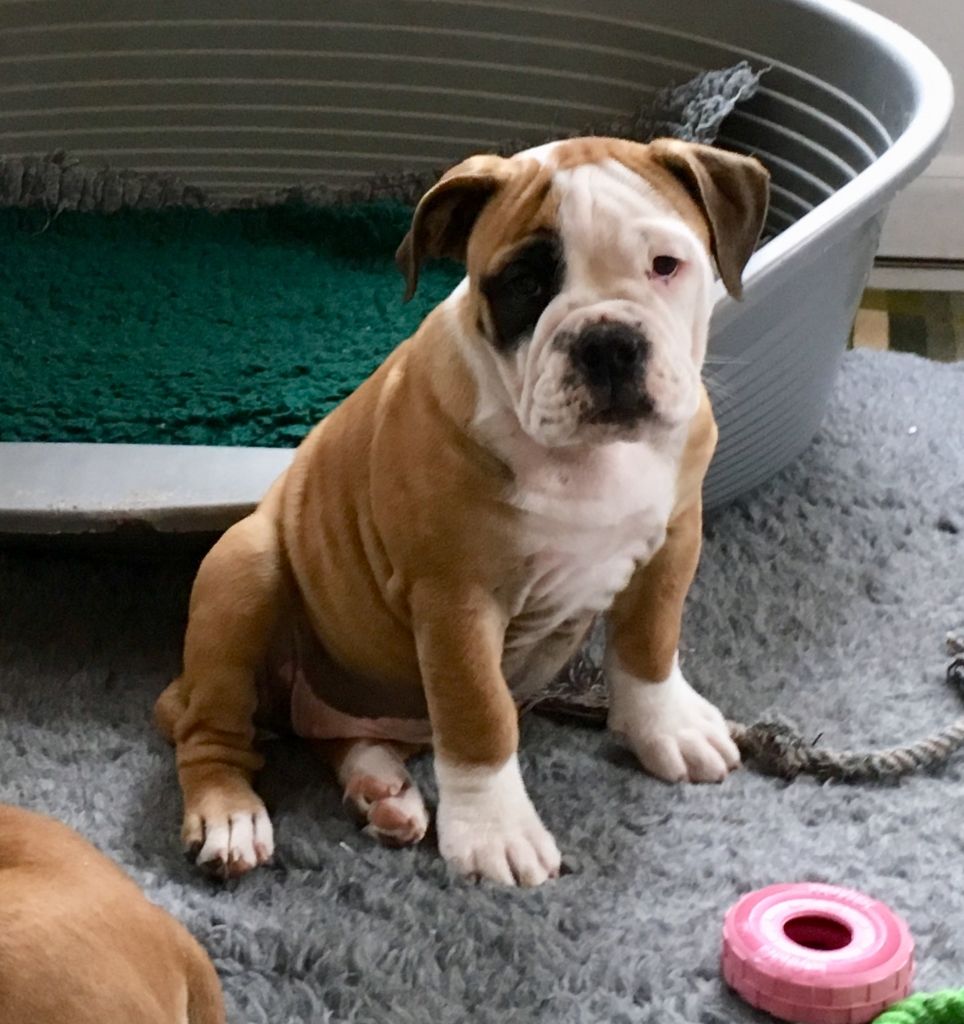 Chiot Bulldog continental de la Borde Riva