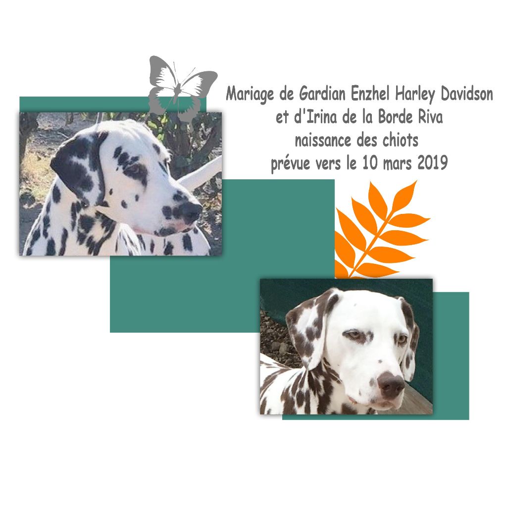 Chiot Dalmatien de la Borde Riva