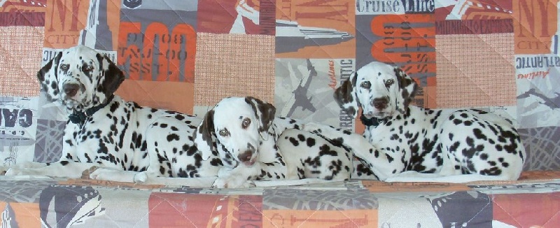 Chiot Dalmatien de la Borde Riva